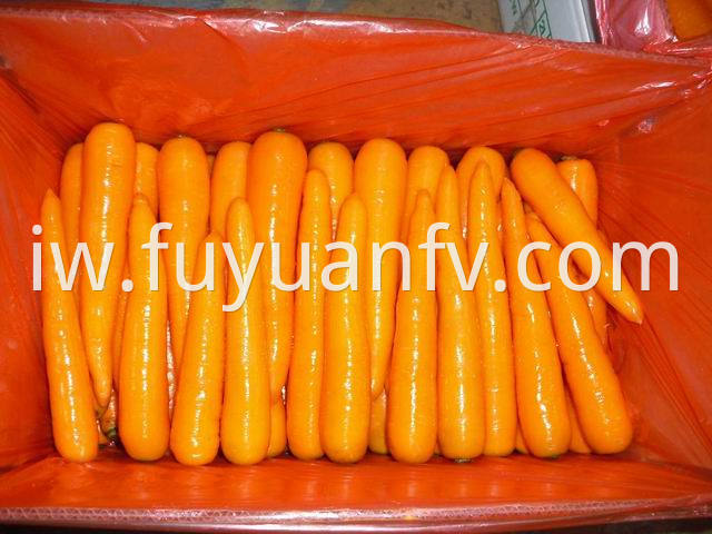 shandong carrot (22)